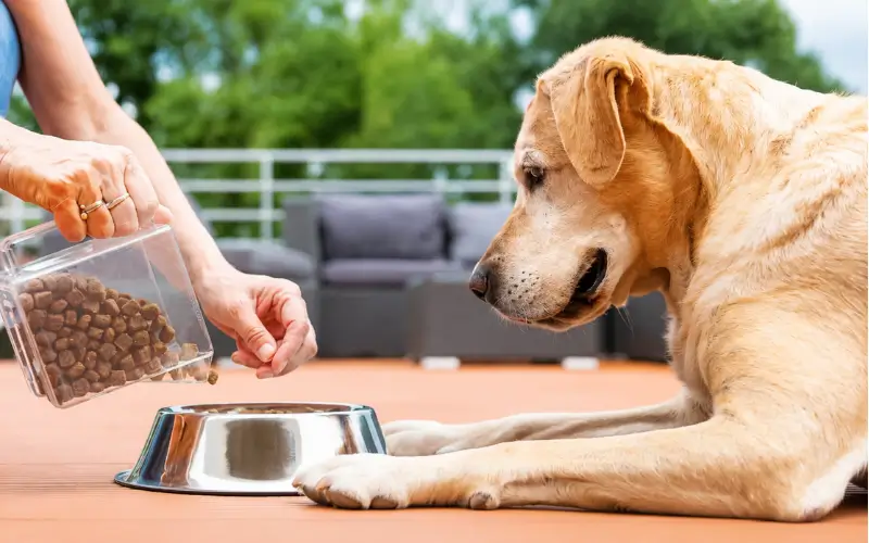 Right Food for Senior Dogs 