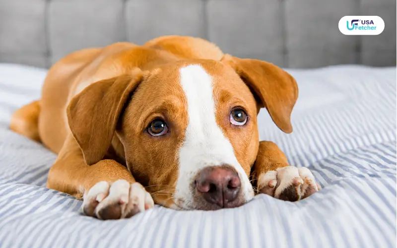 “Dog lying on a bed showing signs of a sensitive stomach and digestive discomfort”