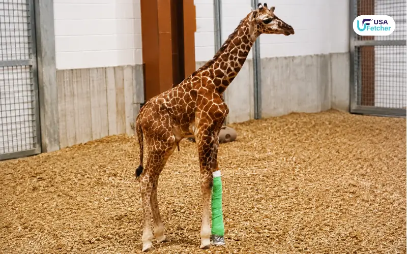 Giraffe Calf Euthanized 