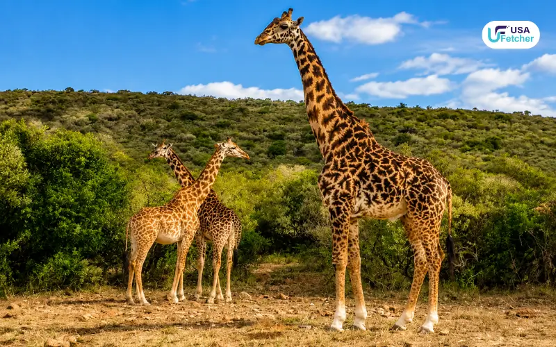 Kura, the Mother Giraffe