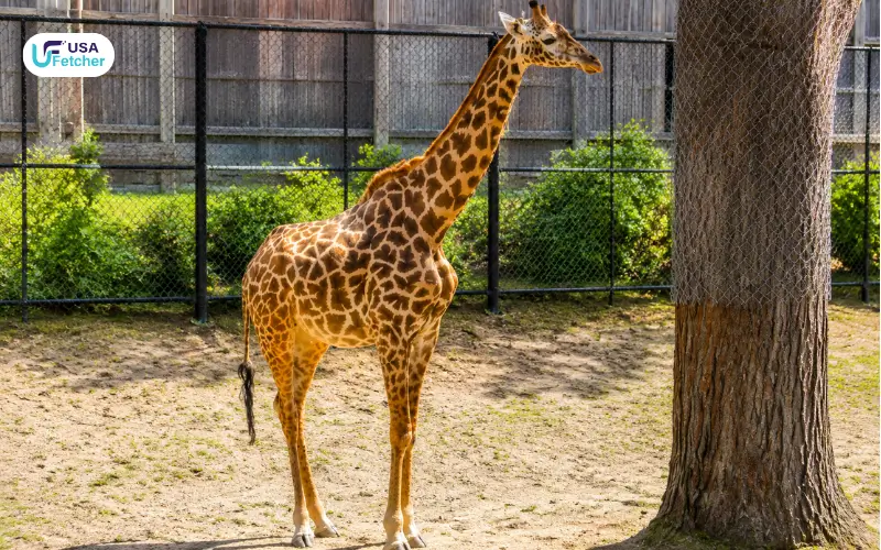 Masai Giraffe in Seneca Park Zoo