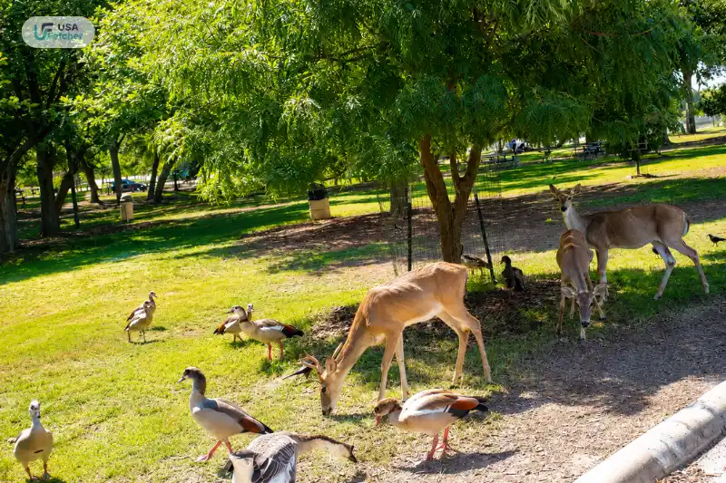 Deer and native birds roaming freely in the natural surroundings of New Braunfels TX Landa Park