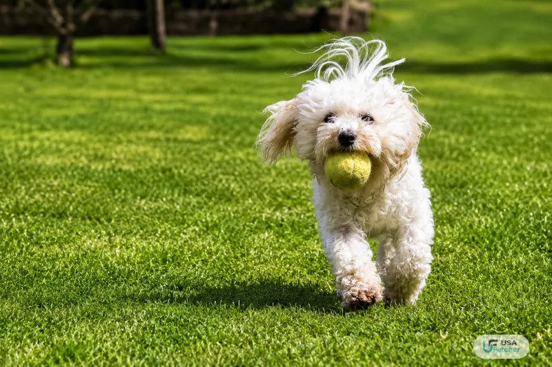 Dog playing fetch with a tennis ball during a Bark in the Park community event