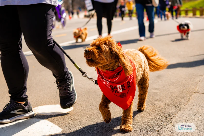 Dog walking with its owner during a Bark in the Park community event