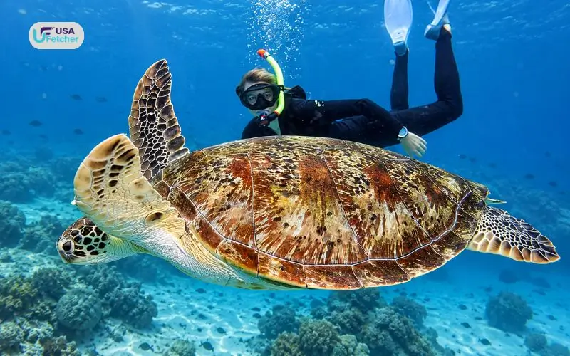 Great Barrier Reef,