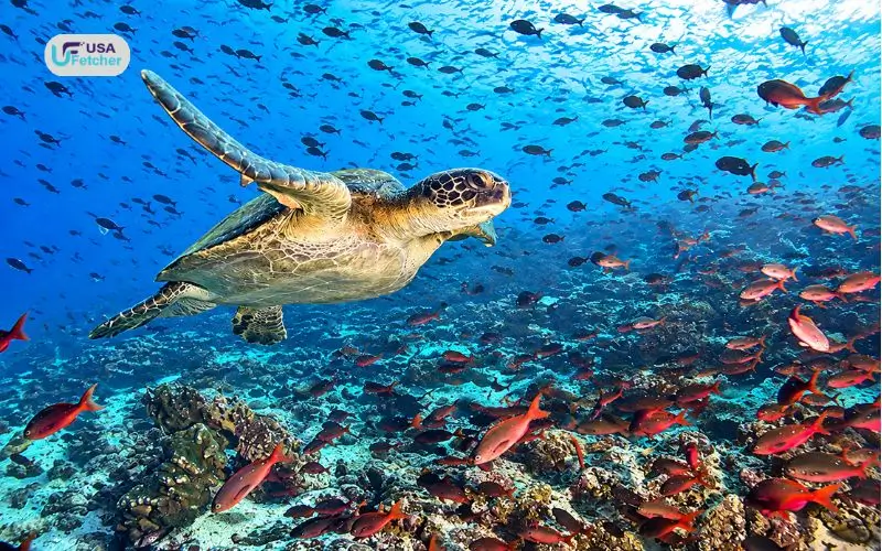 Galápagos Islands