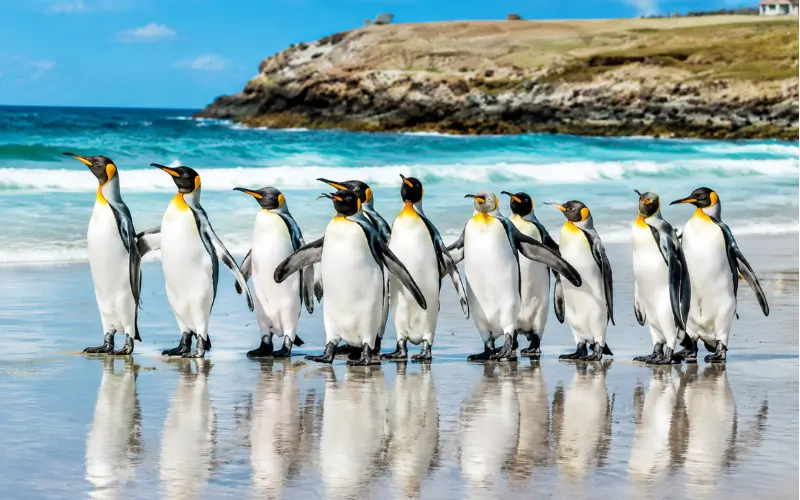 Best Places to See Penguins